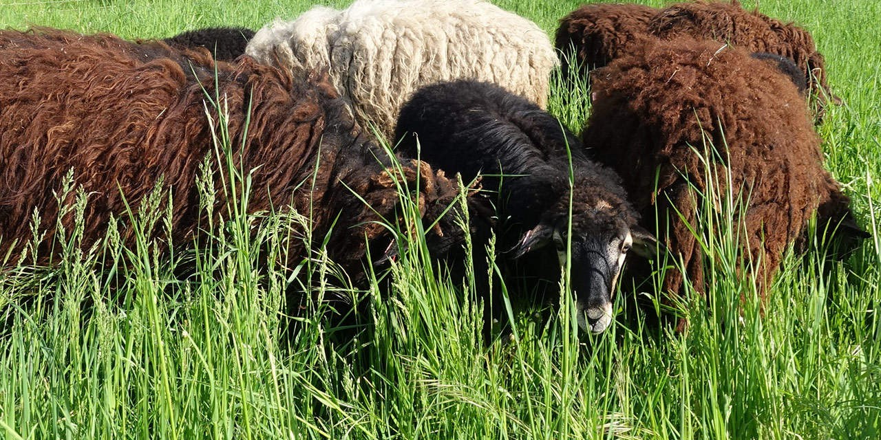 Schafhof Landwehr - Schafe auf der Weide (Sommer)